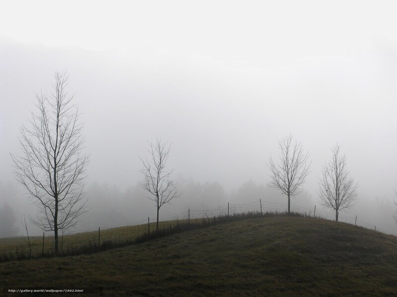 Foggy Hill with Bare Trees