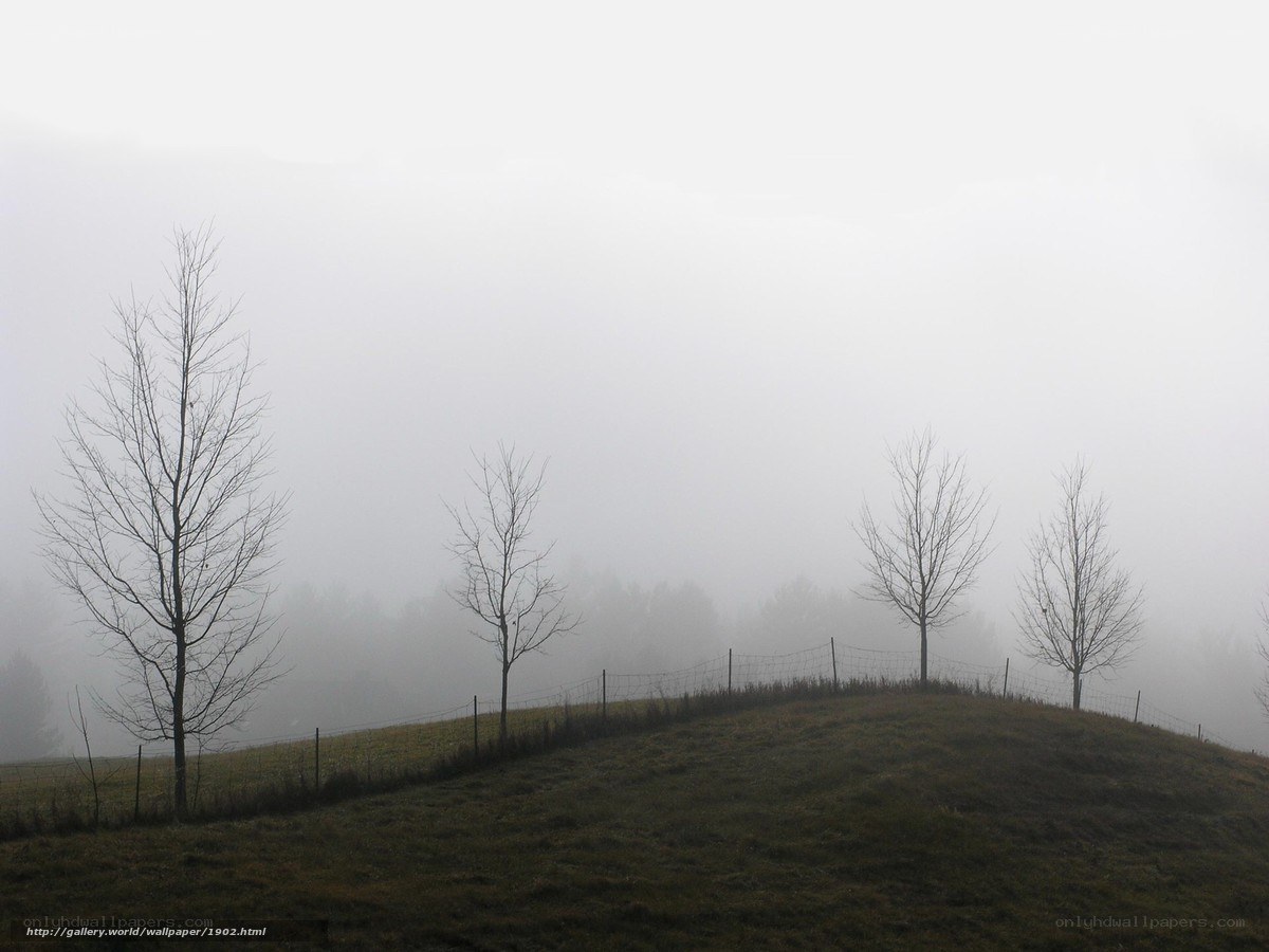 Foggy Hill with Bare Trees