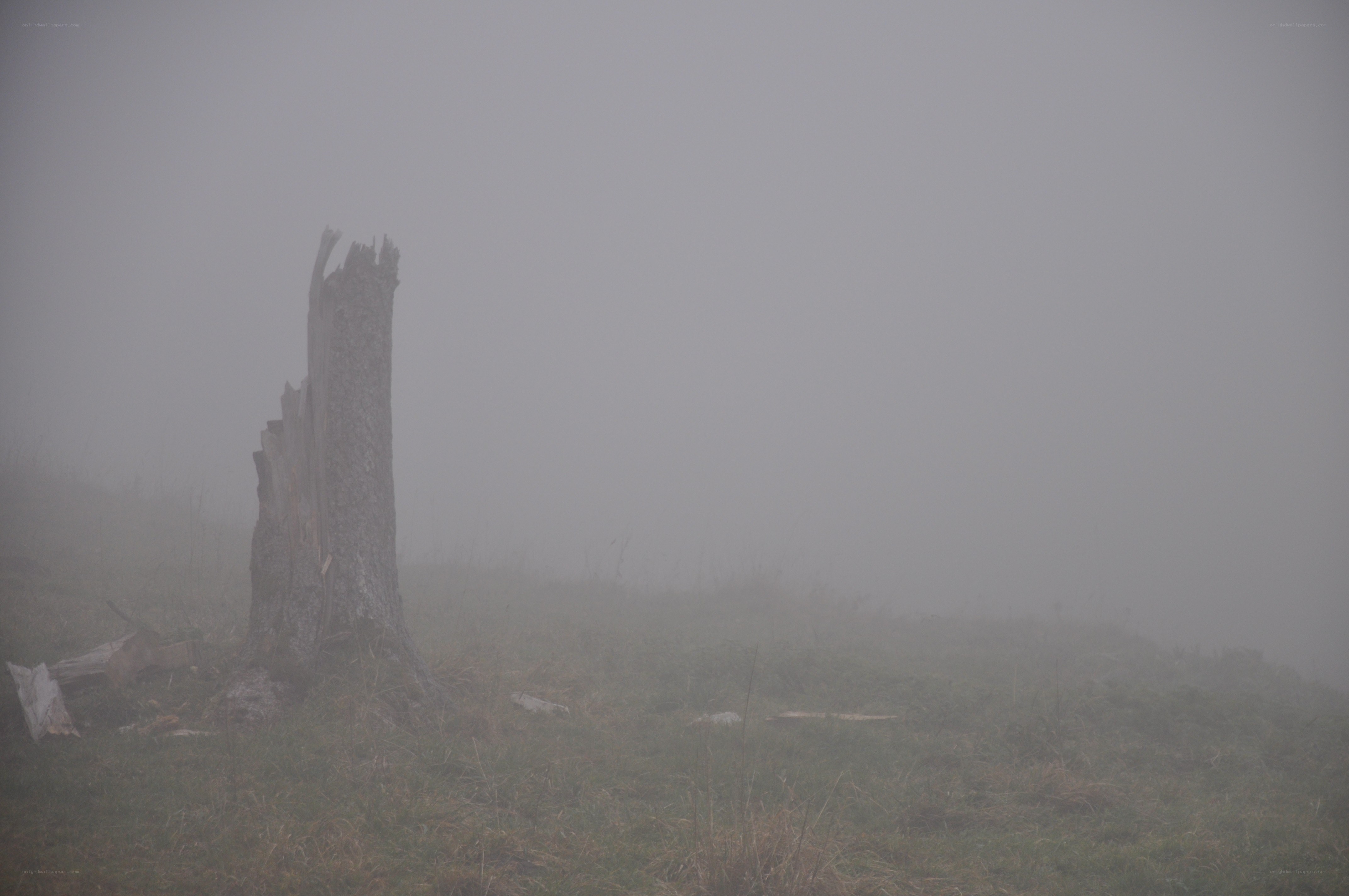 Foggy hill with tree stump