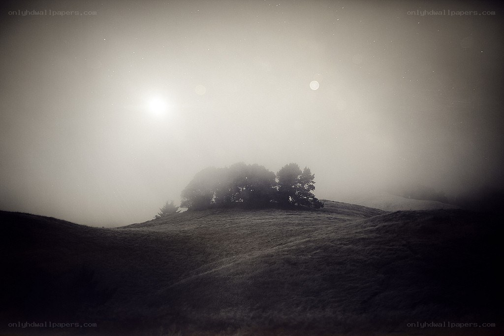 Foggy hill with trees