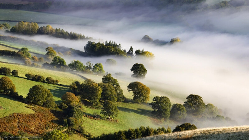 Foggy Hills and Trees