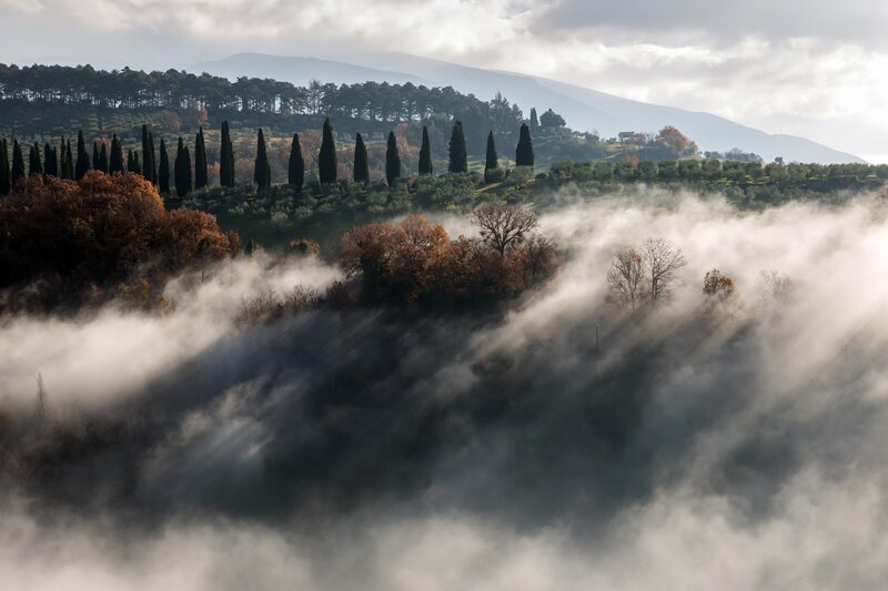 Foggy Hills with Cypress Trees