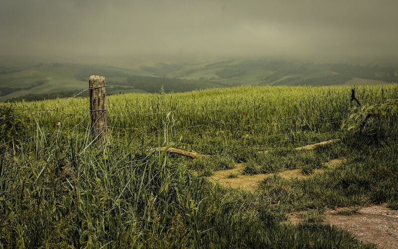 Foggy Hillside Field