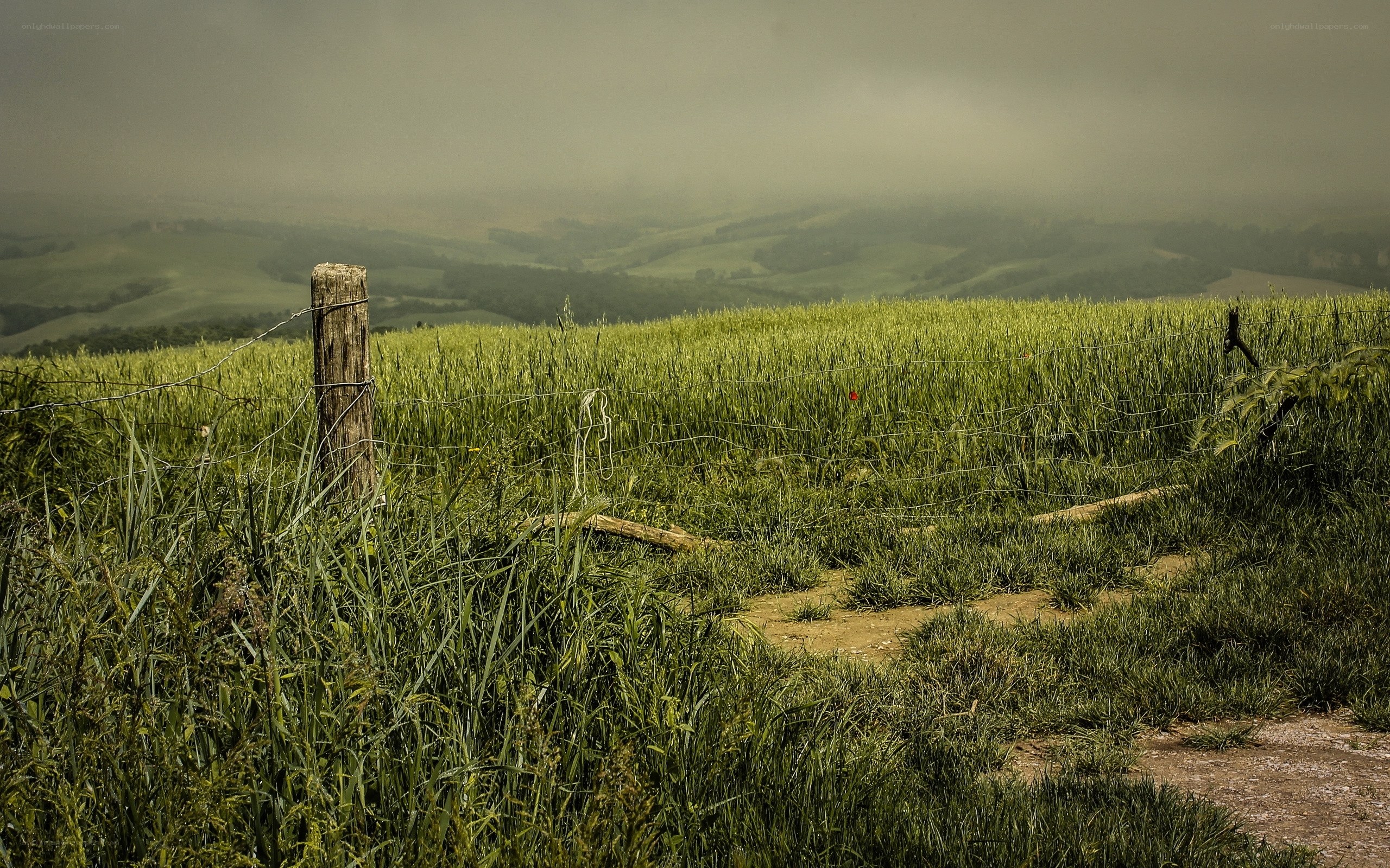 Foggy Hillside Field