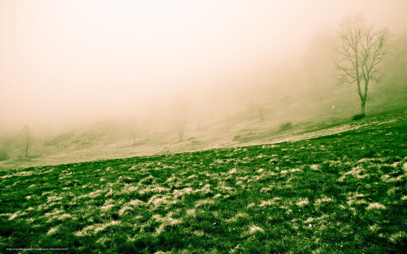 Foggy Hillside Landscape