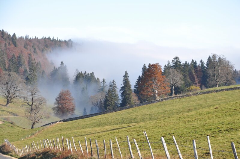 Foggy hillside with autumn trees