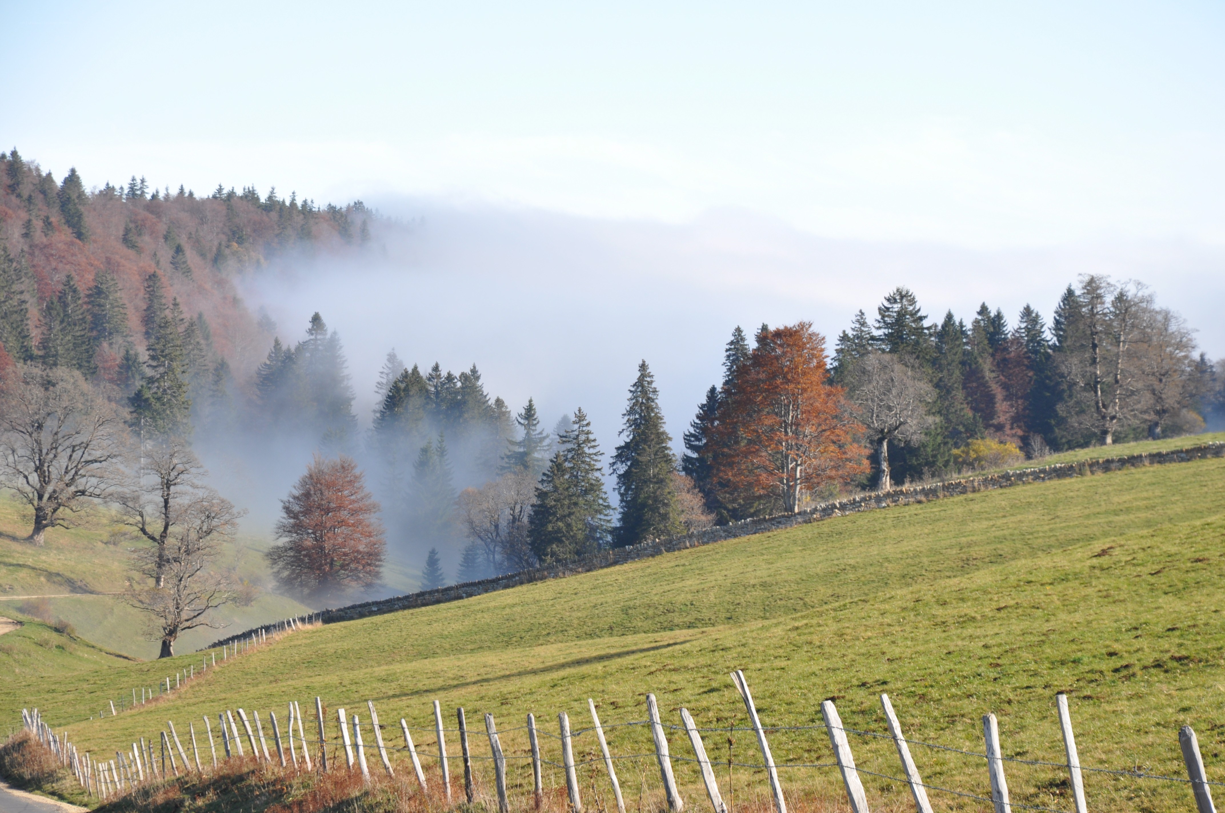 Foggy hillside with autumn trees