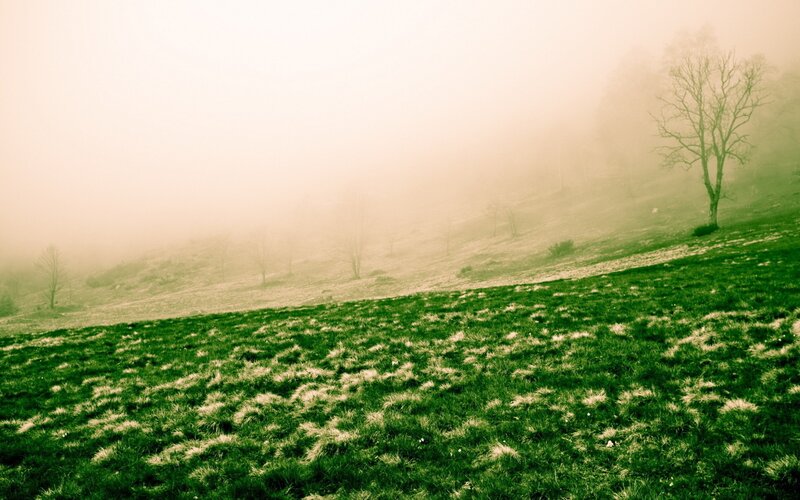 Foggy hillside with bare trees