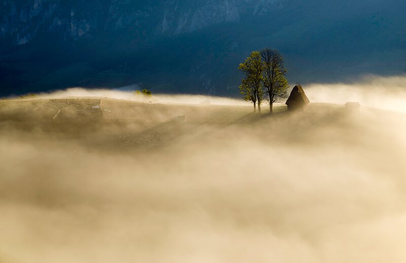 Foggy Hillside with Trees