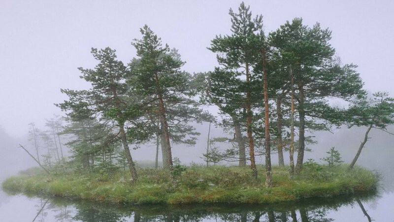 Foggy island with pine trees
