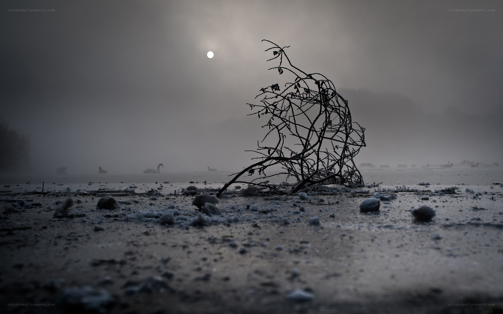 Foggy lake at dawn