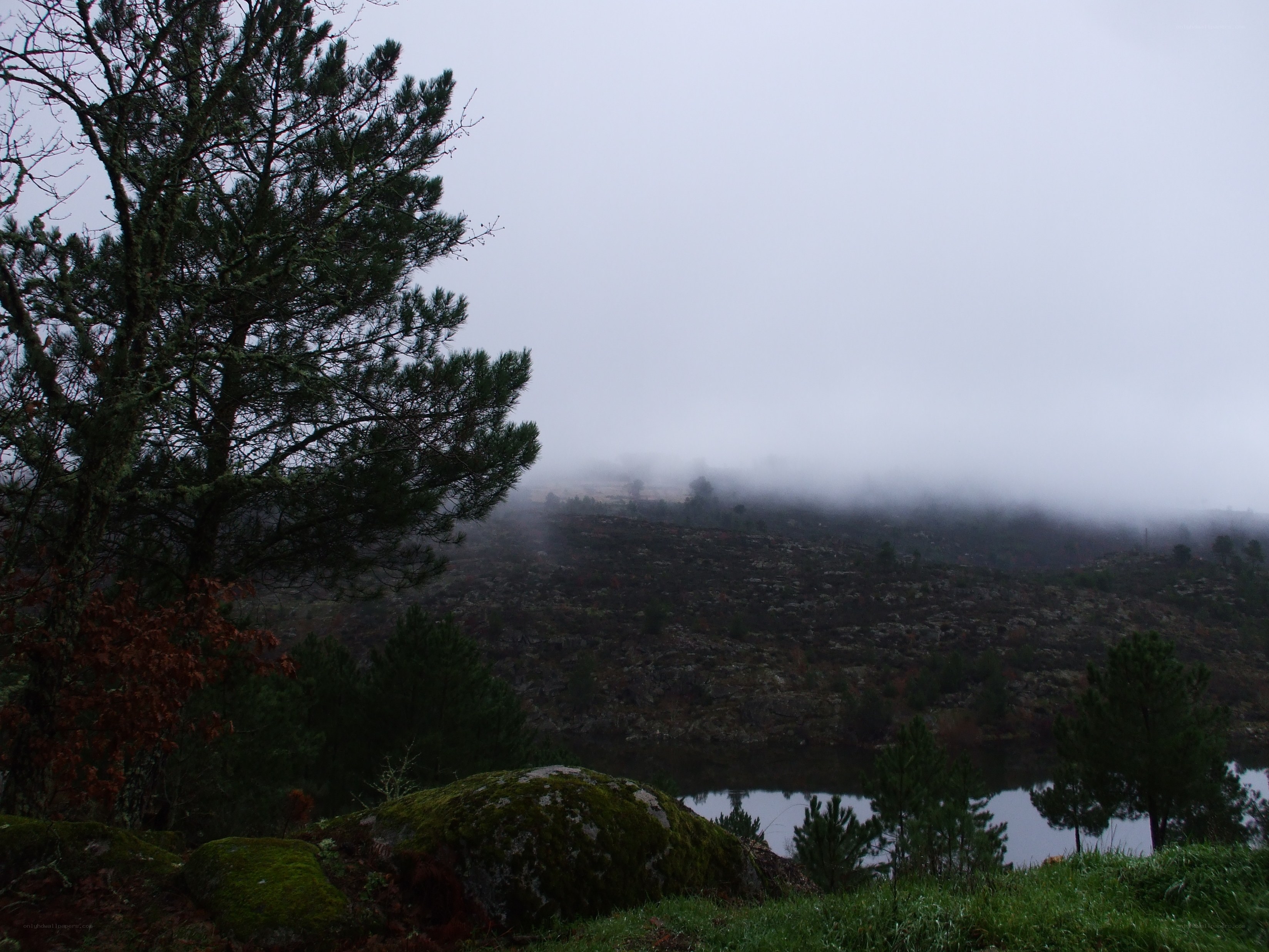 Foggy lake in a forest