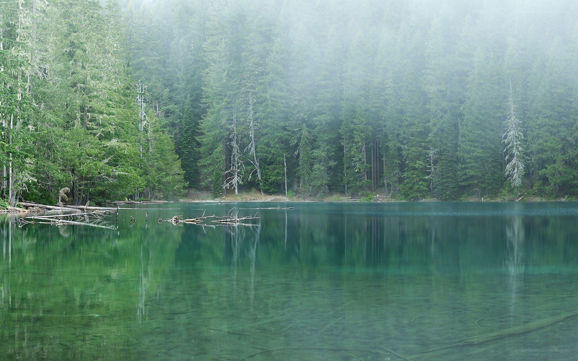 Foggy lake in forest
