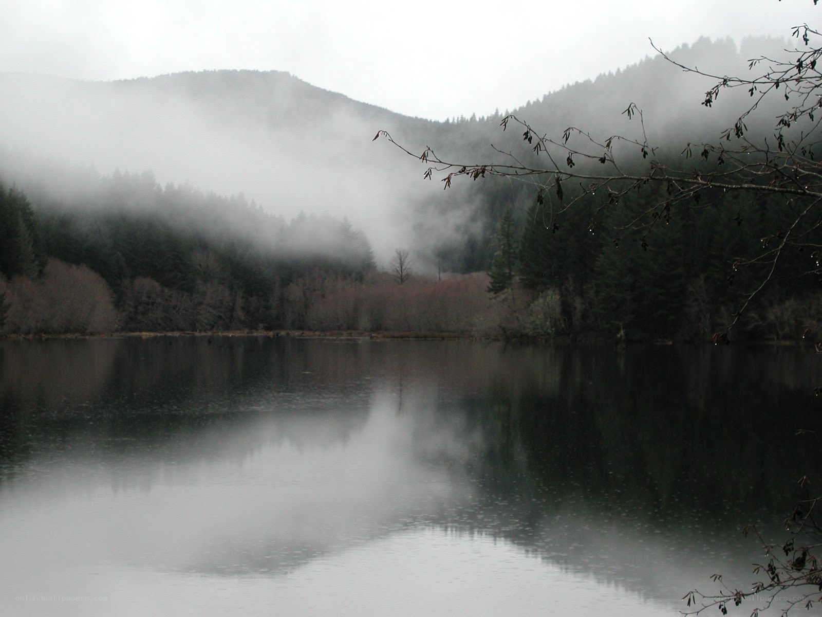 Foggy lake in forest