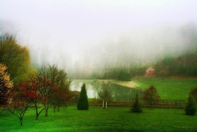 Foggy Lake in Park