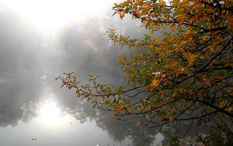 Foggy lake with autumn leaves