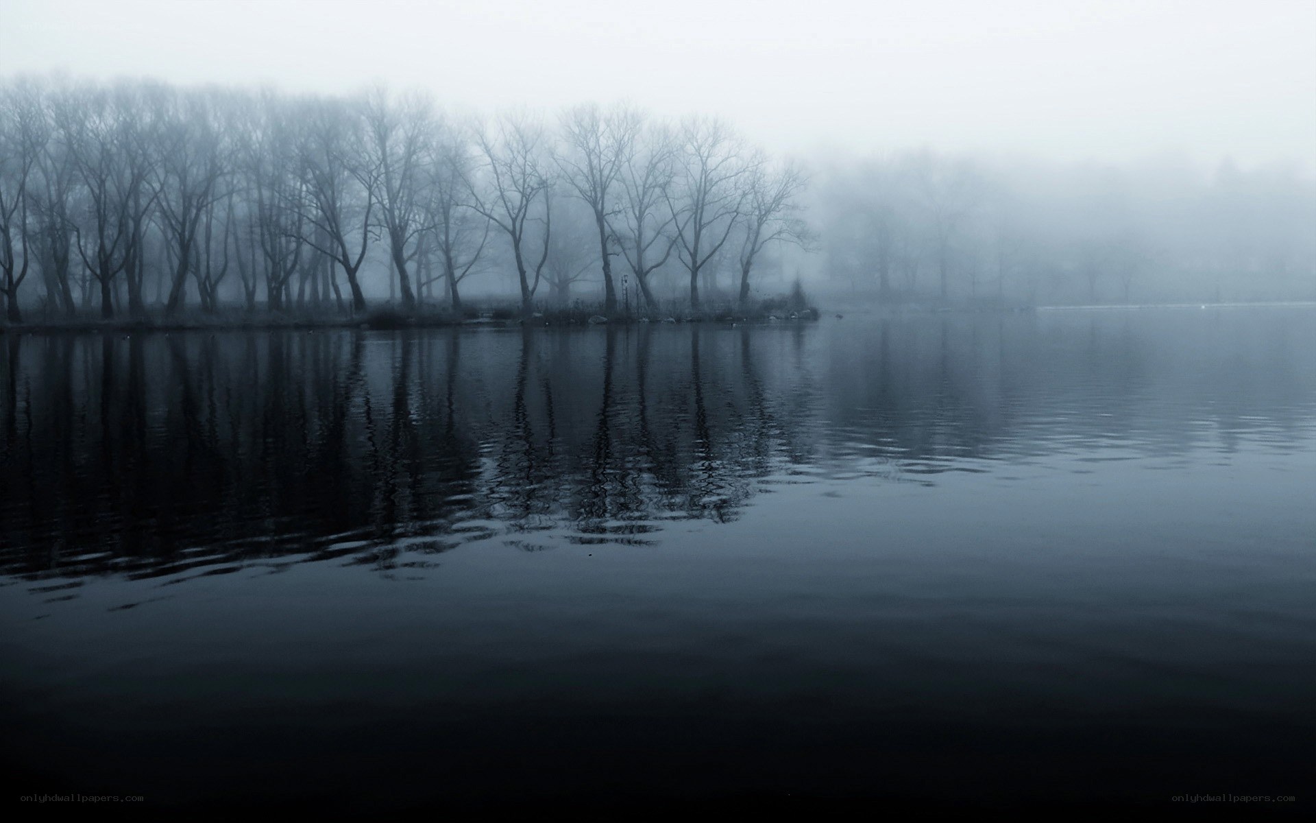 Foggy lake with bare trees