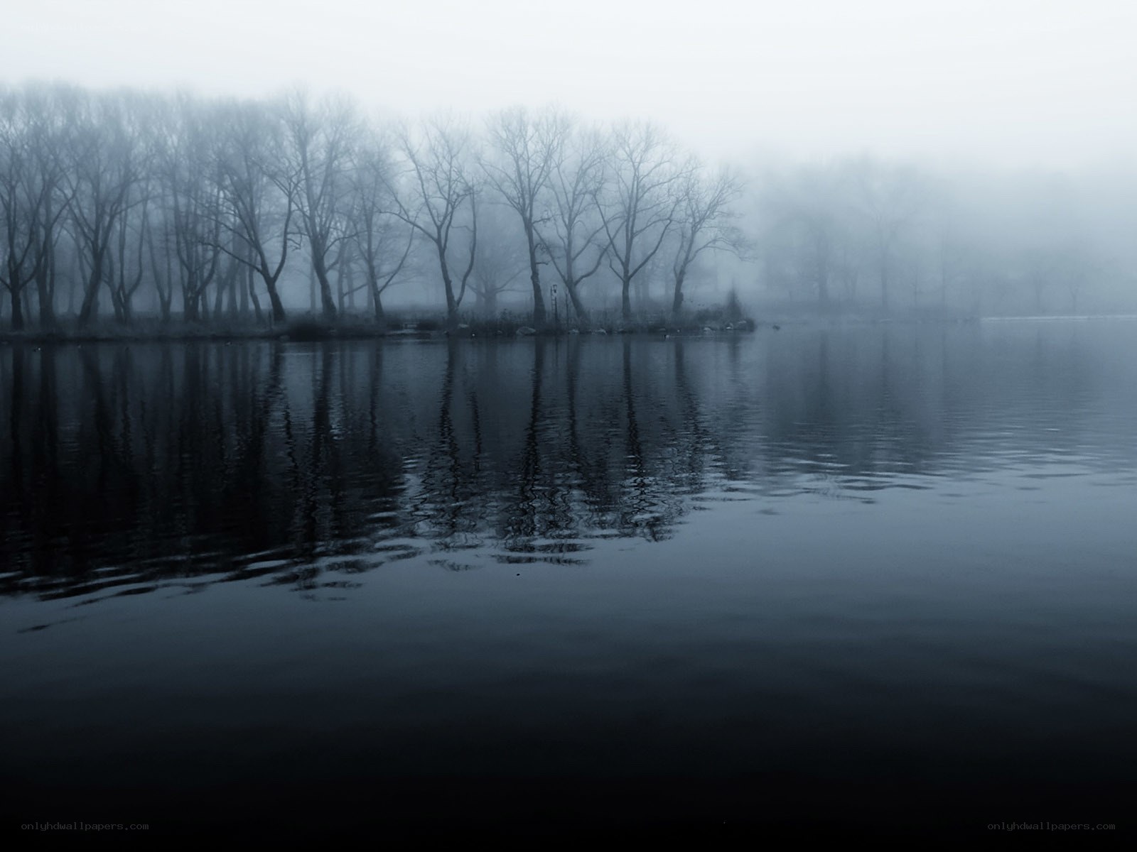 Foggy lake with bare trees