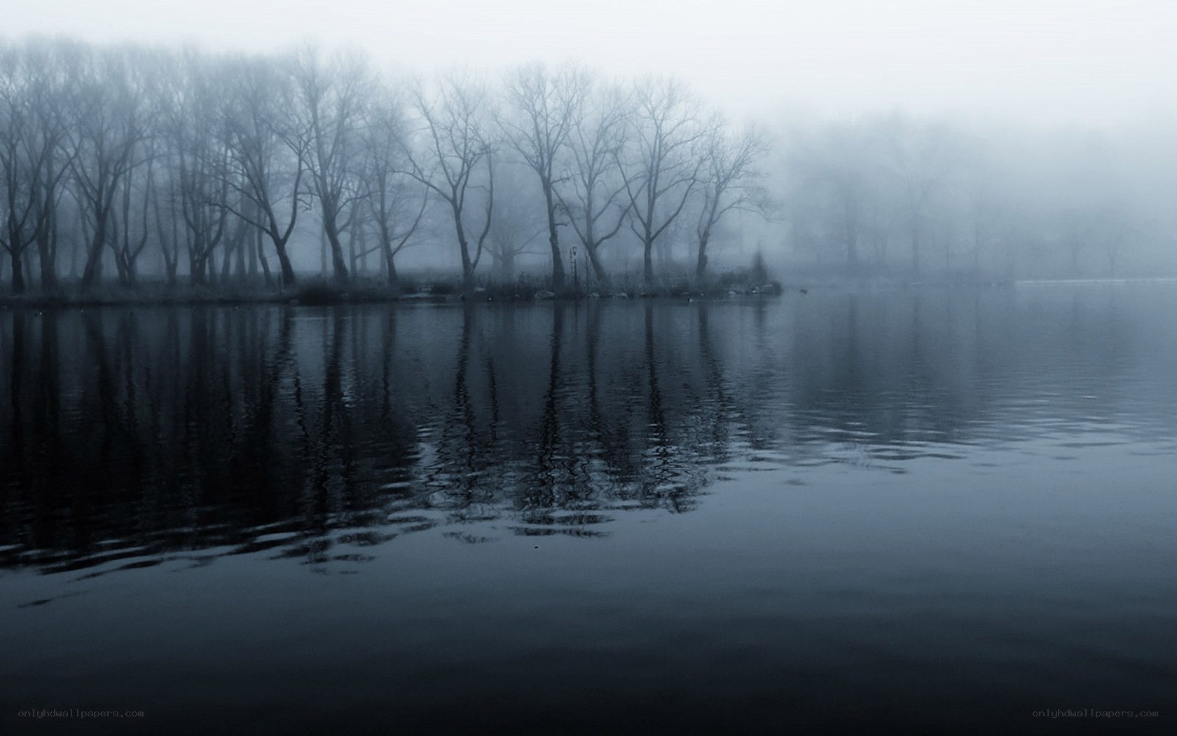 Foggy lake with bare trees