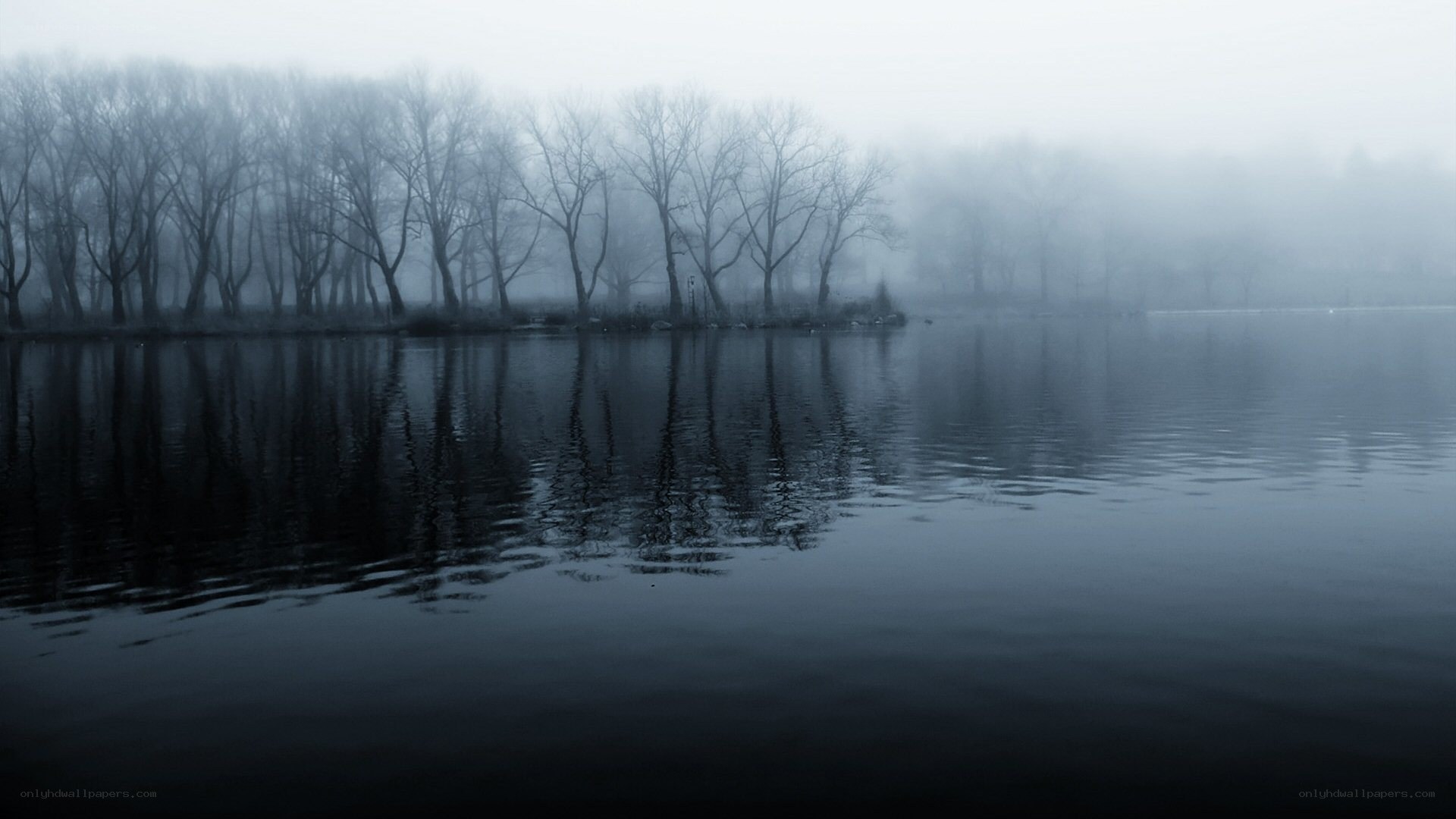 Foggy lake with bare trees