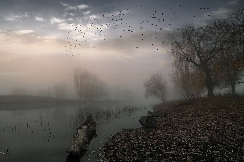 Foggy lake with birds flying