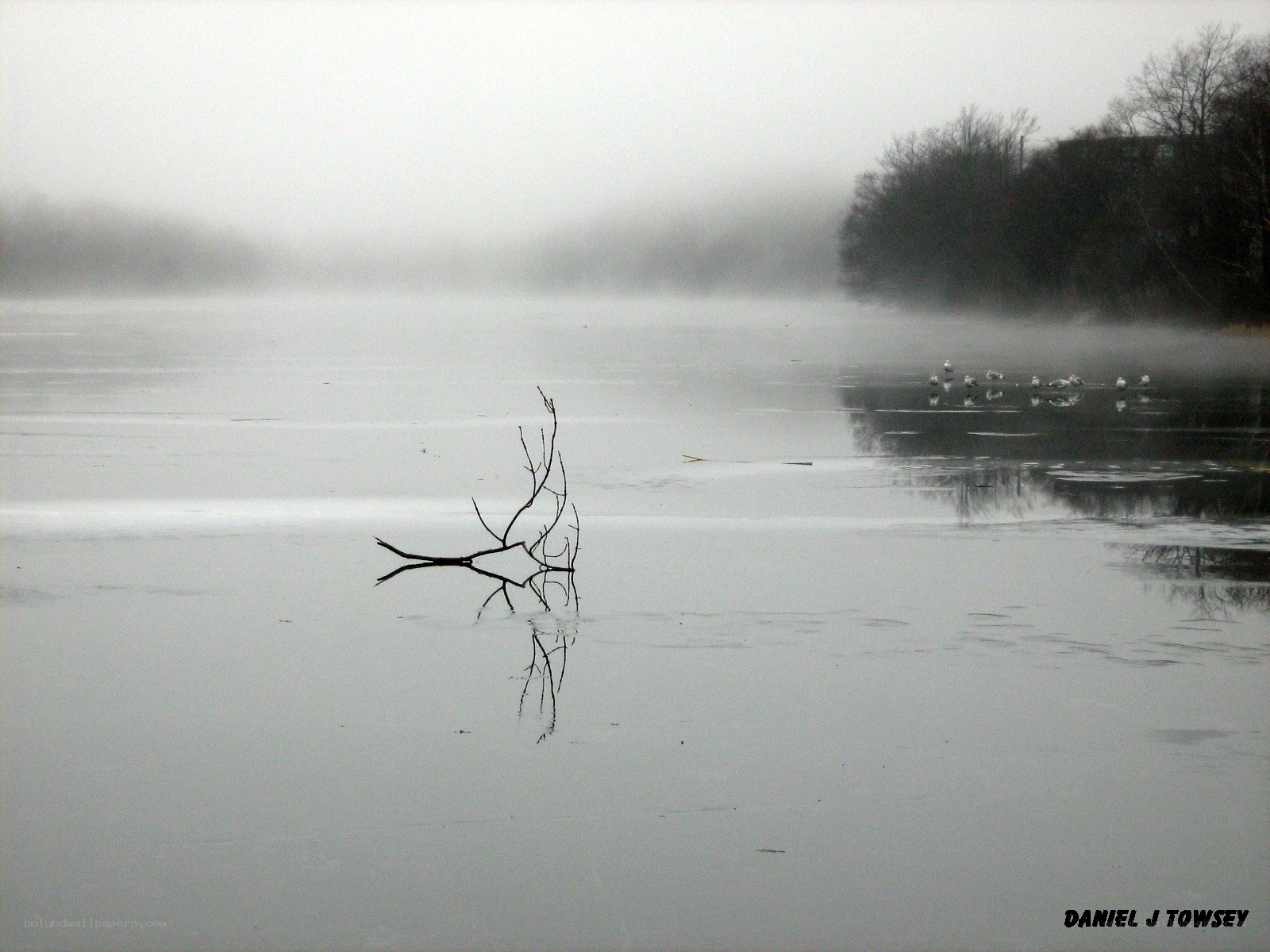 Foggy lake with birds