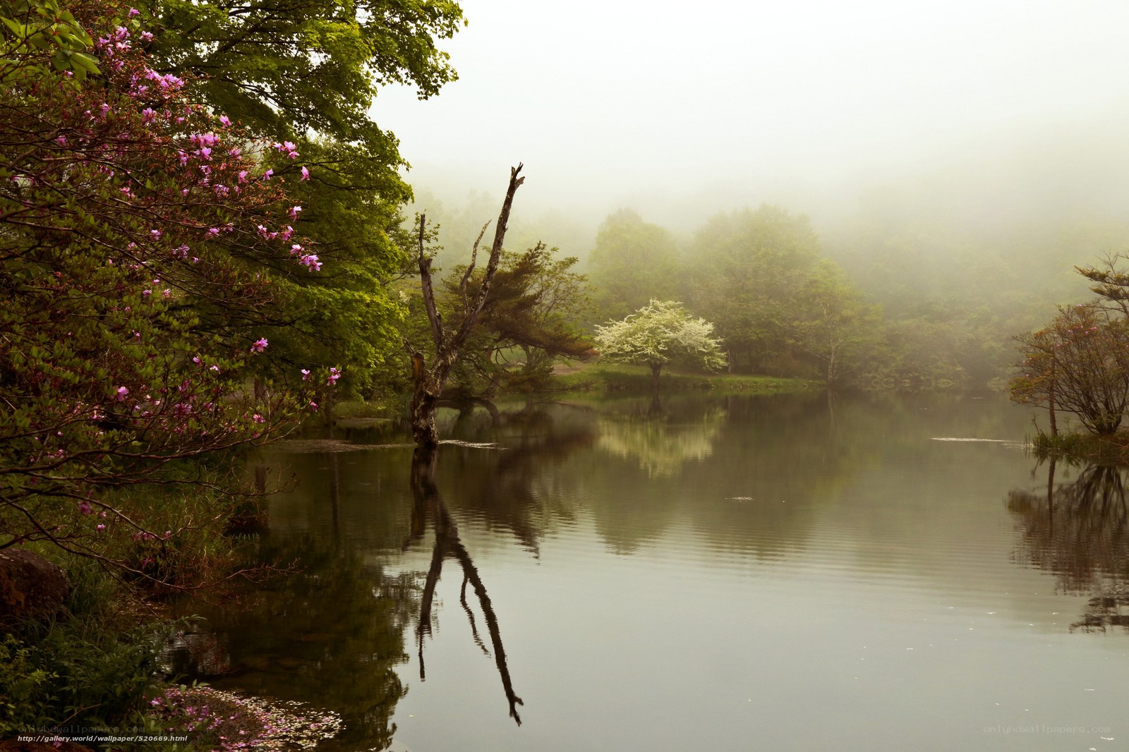 Foggy lake with blooming trees
