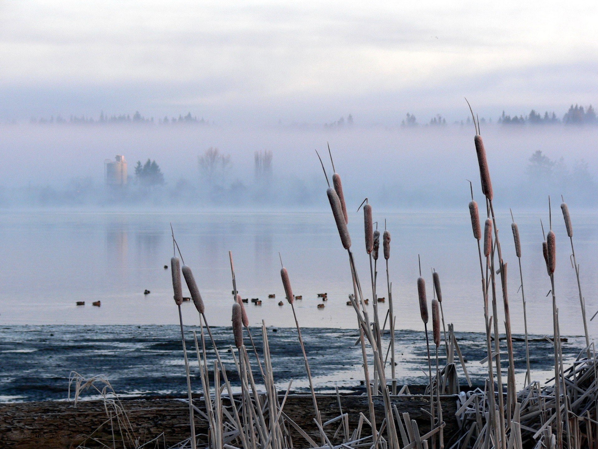 Foggy lake with cattails