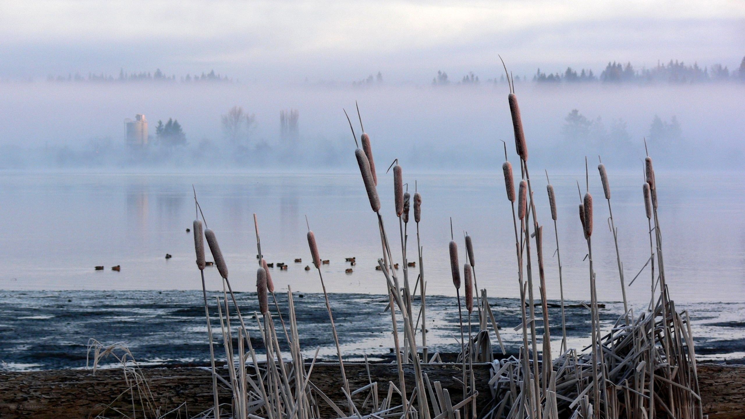 Foggy lake with cattails