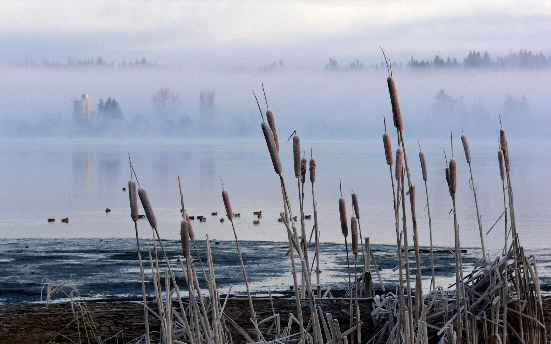 Foggy lake with cattails