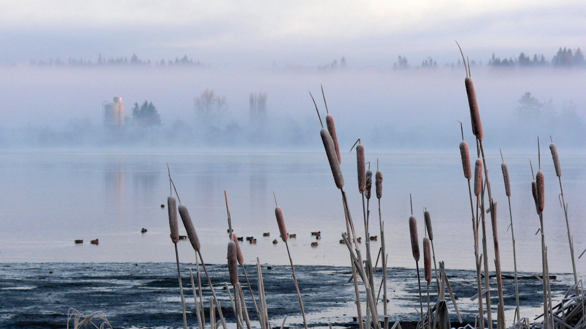Foggy lake with cattails