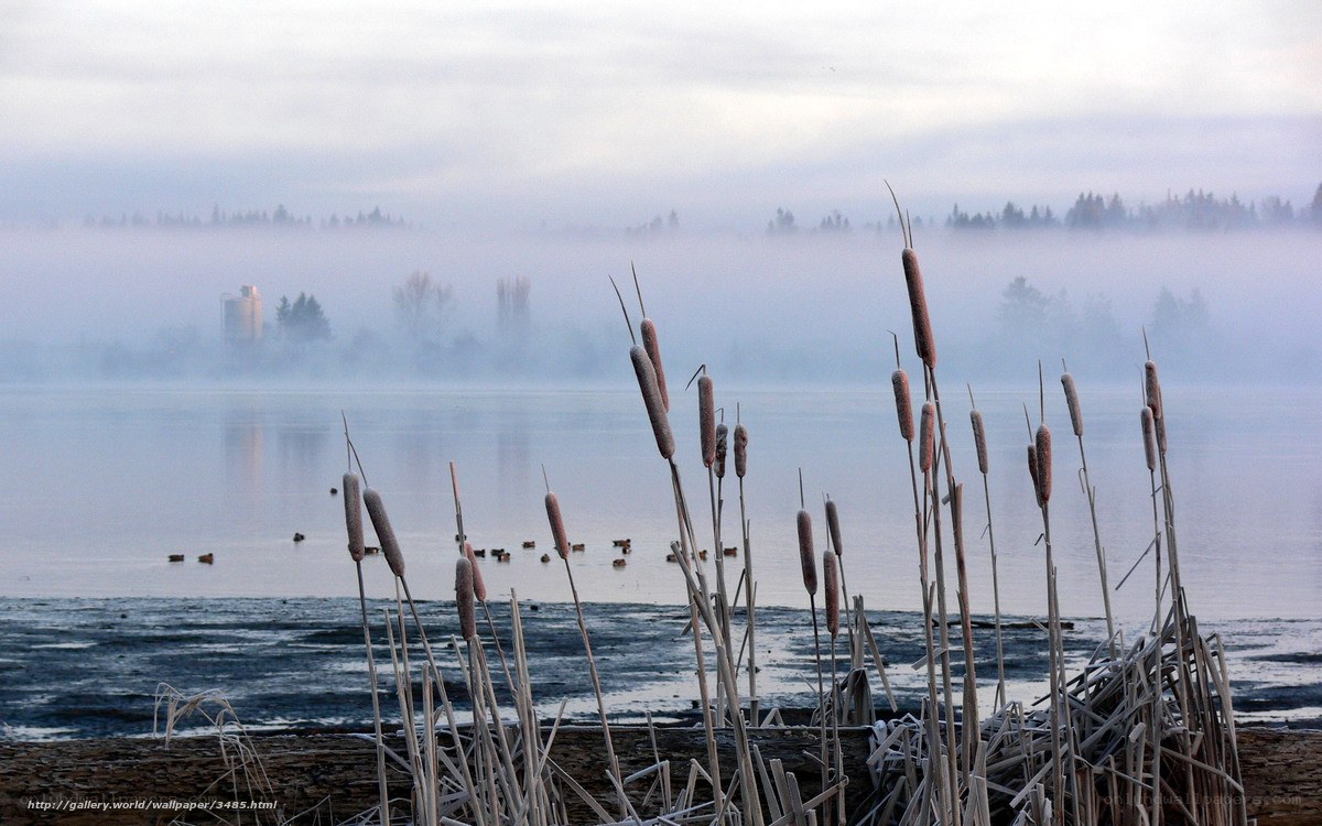 Foggy lake with cattails