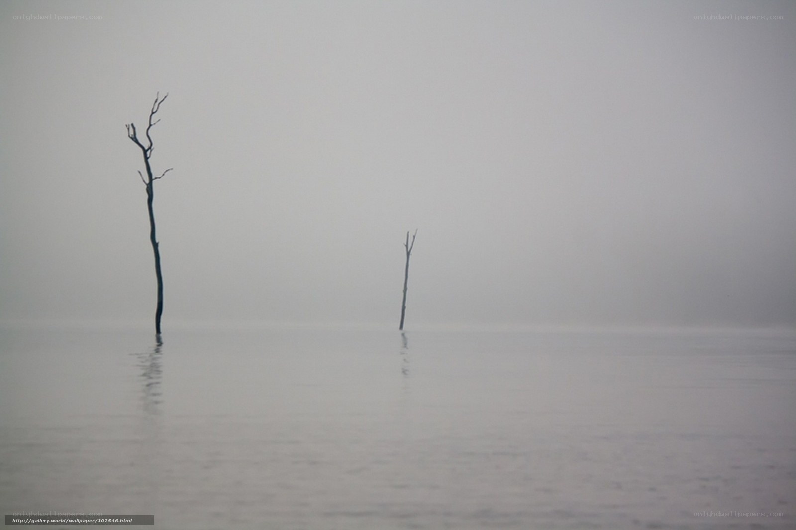 Foggy lake with dead trees