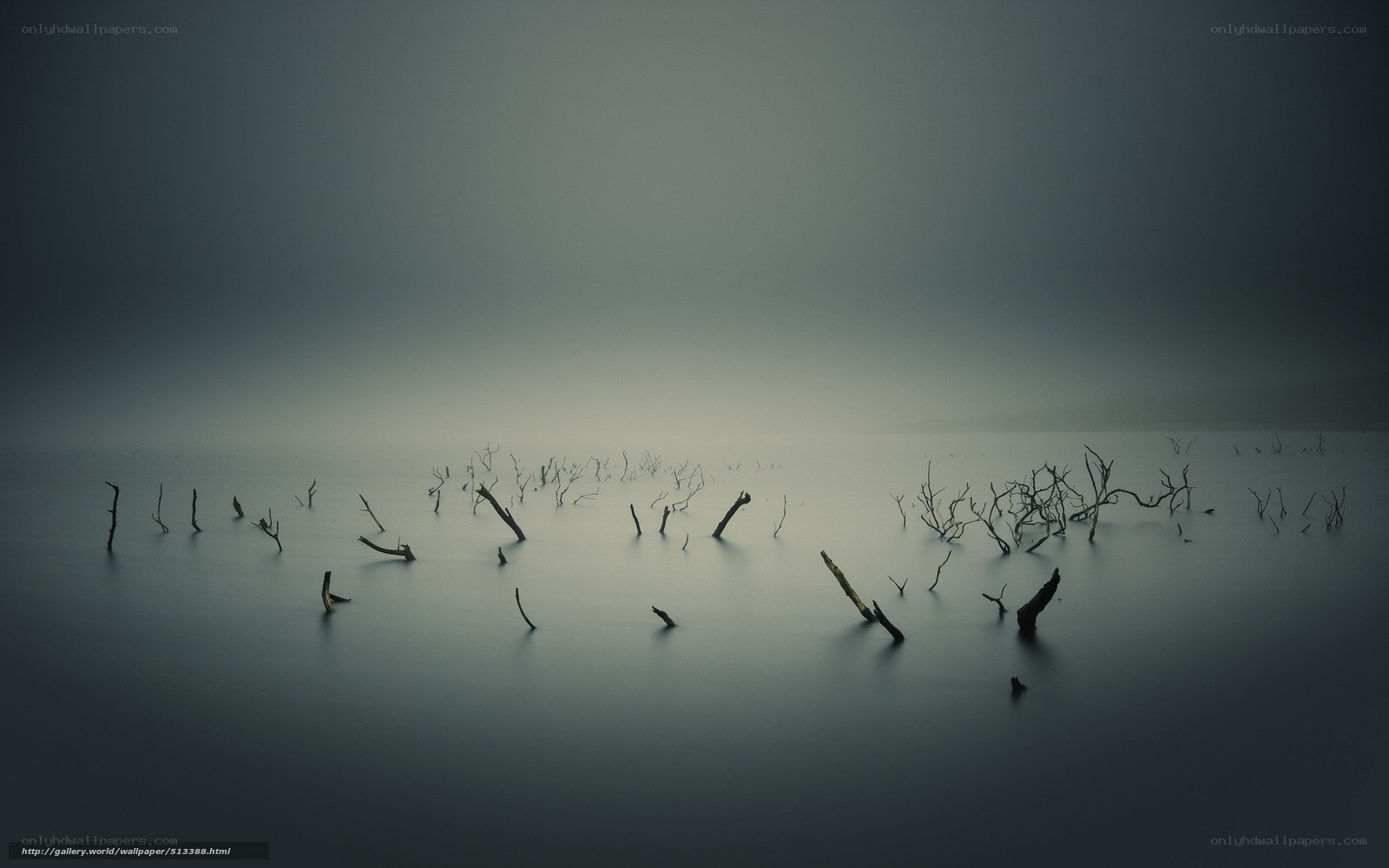 Foggy lake with dead trees