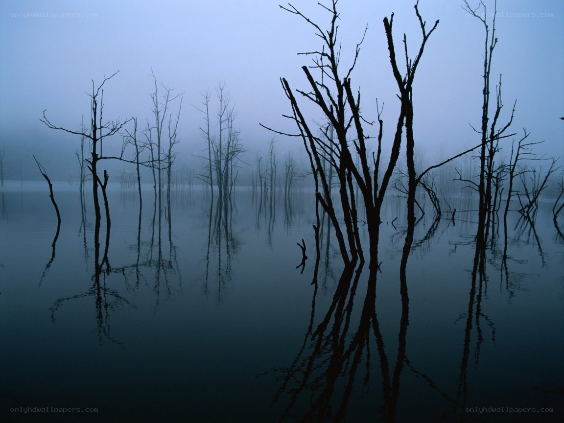 Foggy lake with dead trees