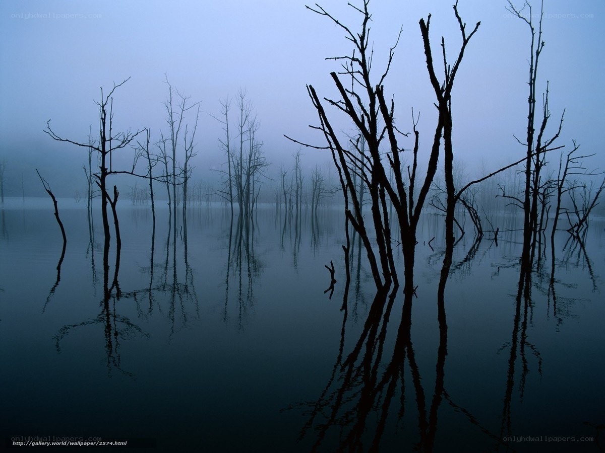 Foggy lake with dead trees