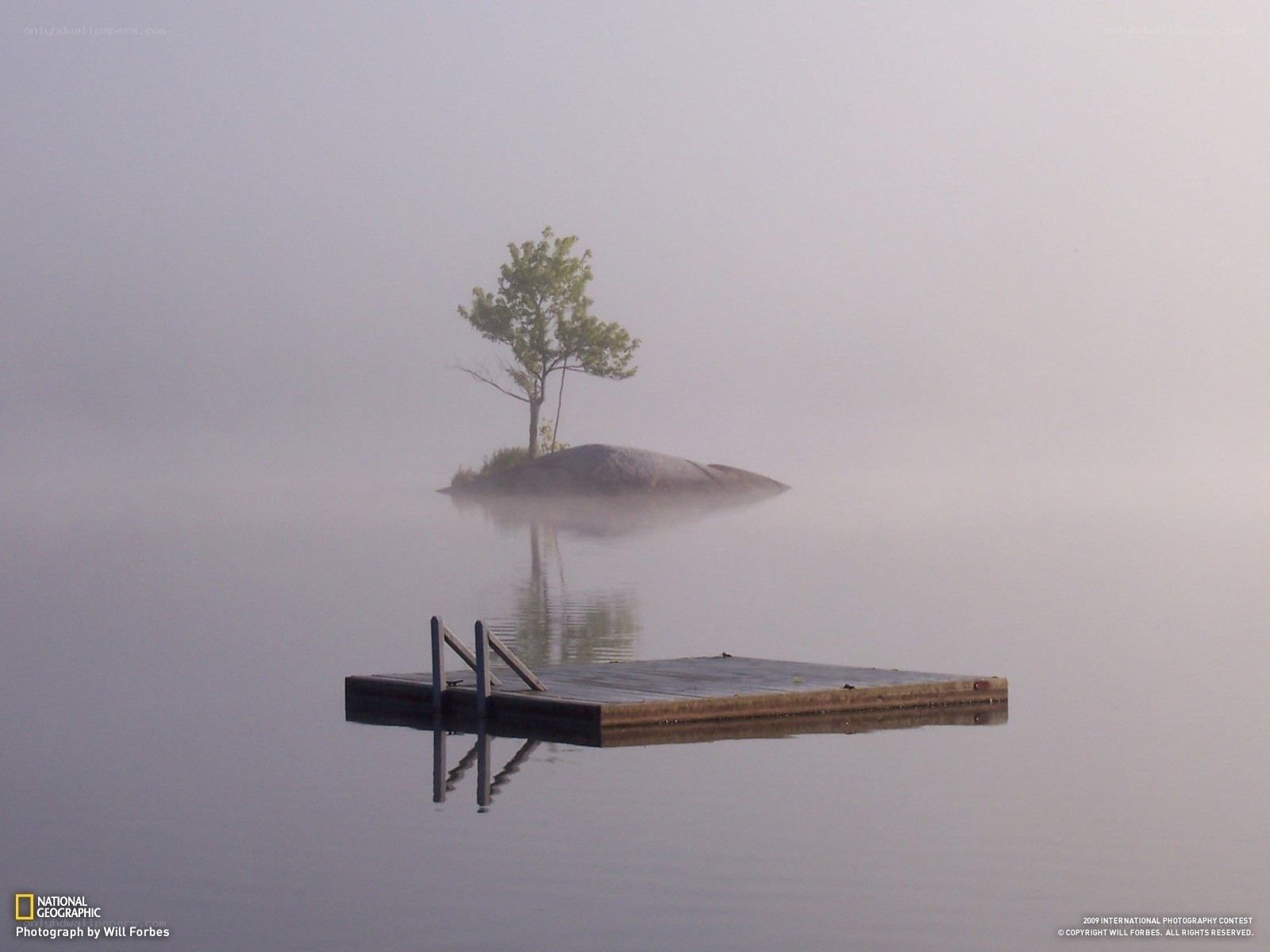 Foggy lake with dock and tree