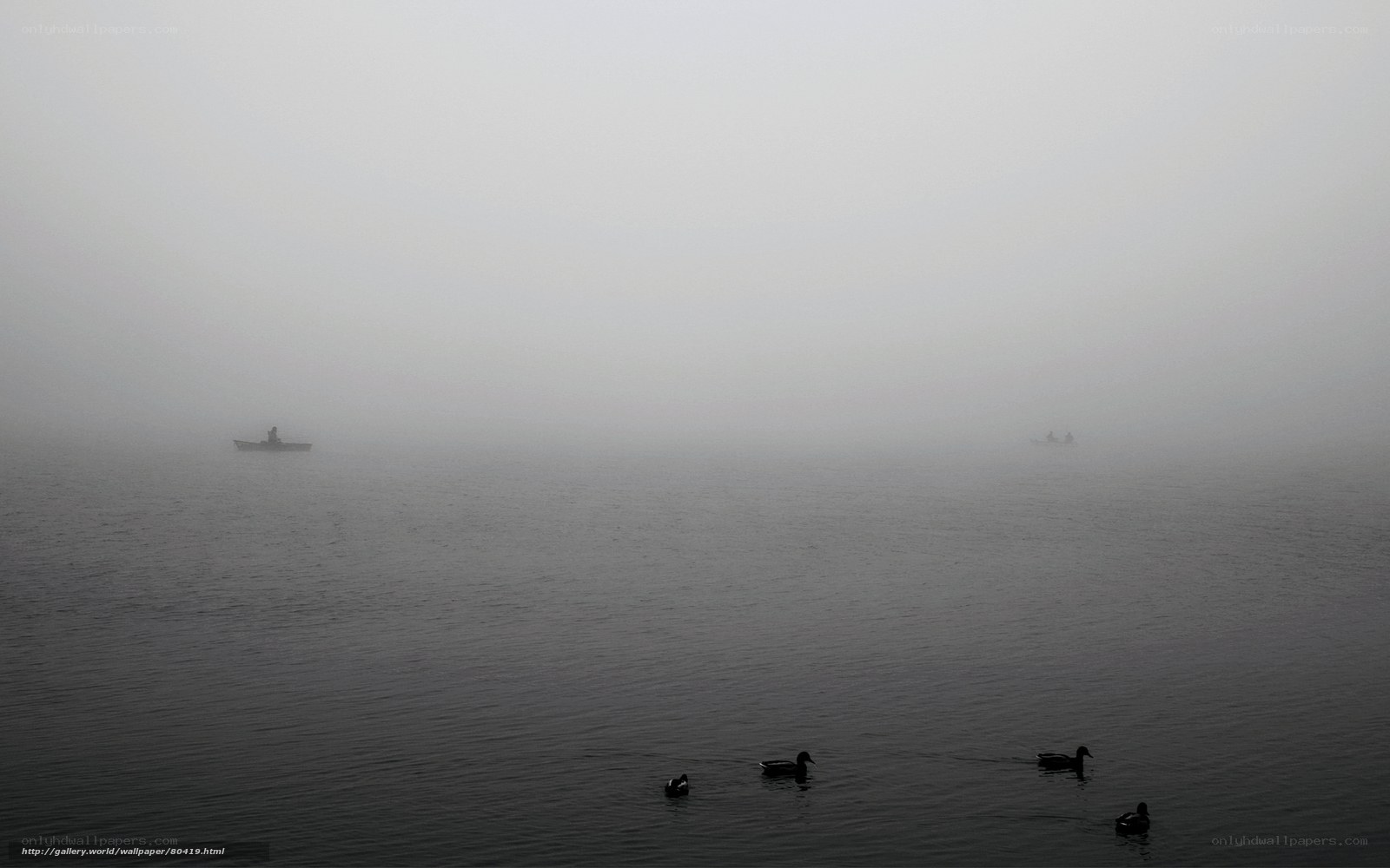 Foggy lake with ducks and boats