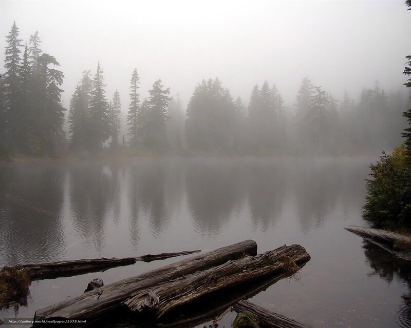 Foggy lake with fallen logs