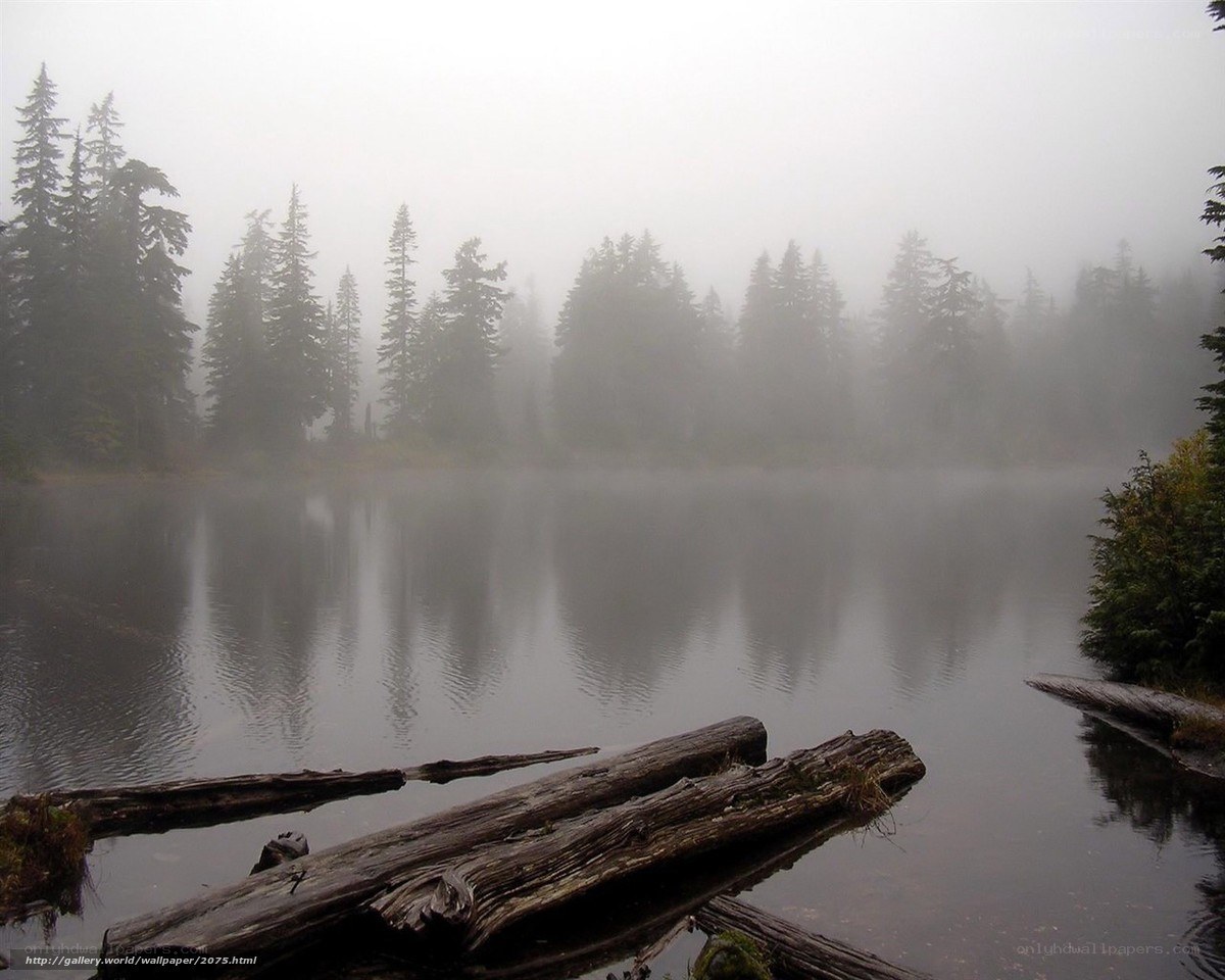 Foggy lake with fallen logs