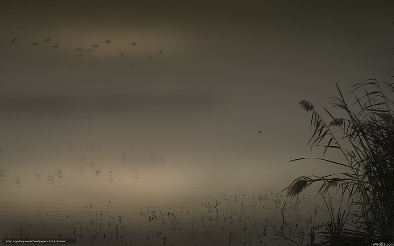 Foggy Lake with Flying Birds