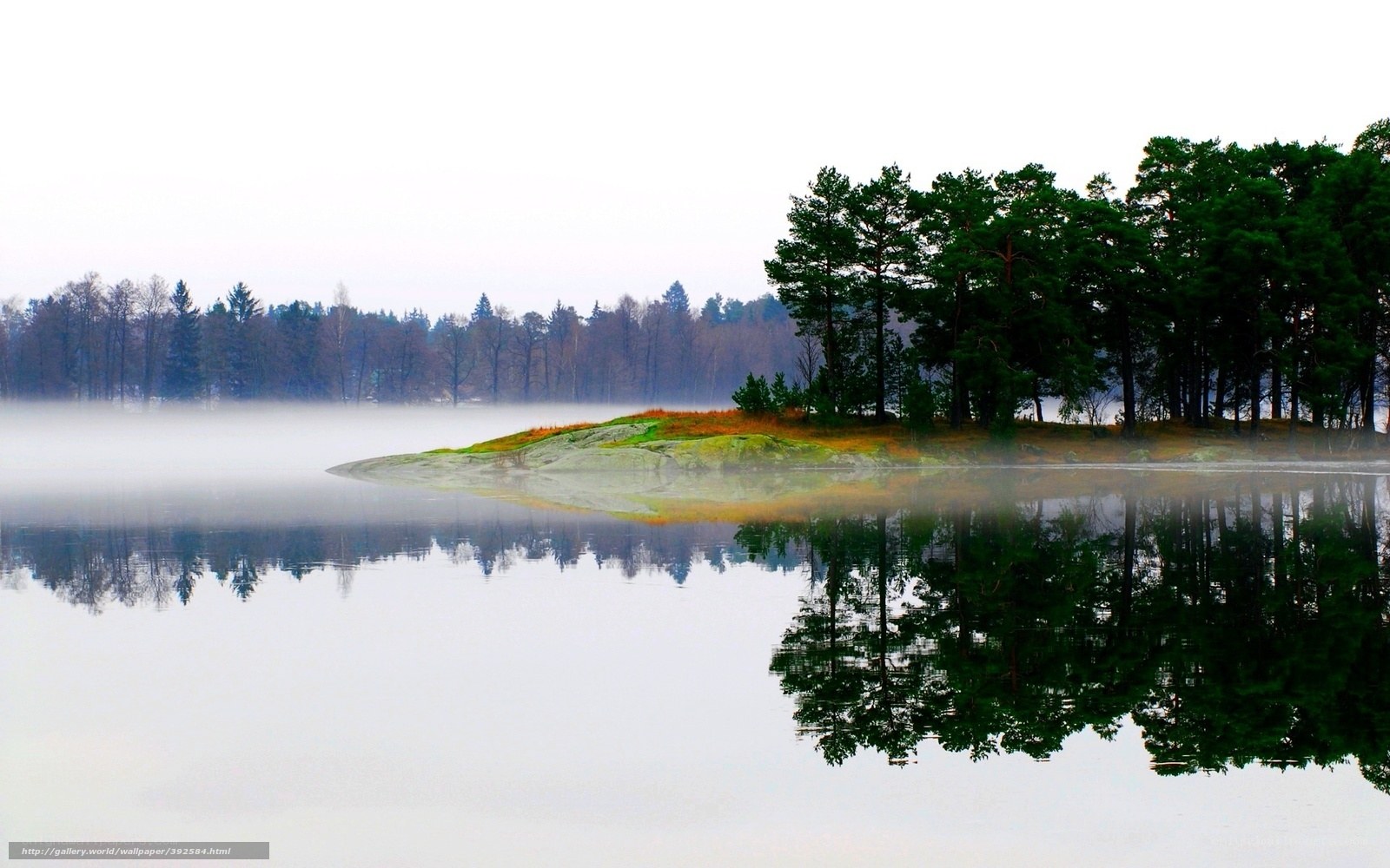 Foggy lake with forest reflection