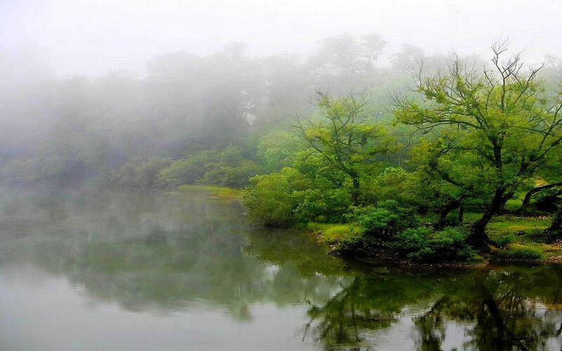 Foggy lake with green trees