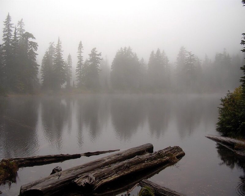 Foggy Lake with Logs