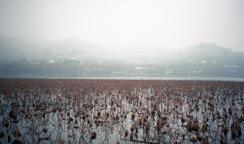 foggy lake with lotus stems