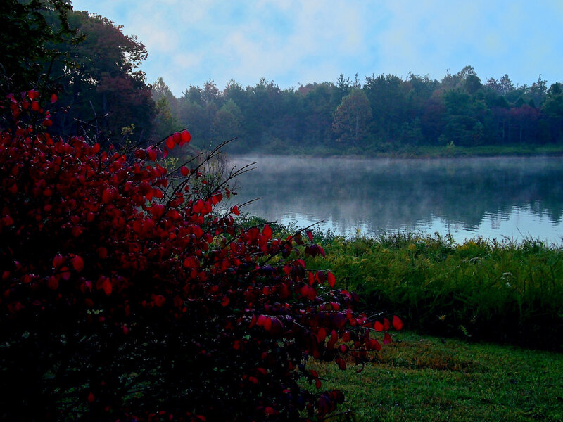 Foggy lake with red bush