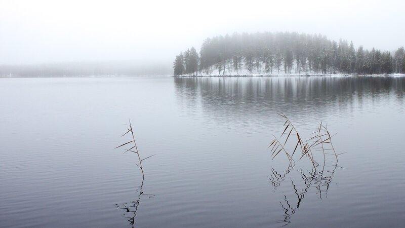 Foggy lake with reeds