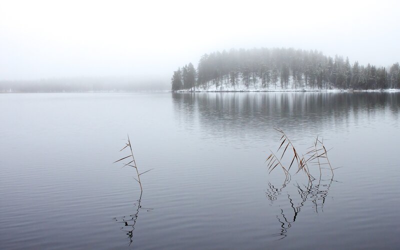 Foggy lake with reeds