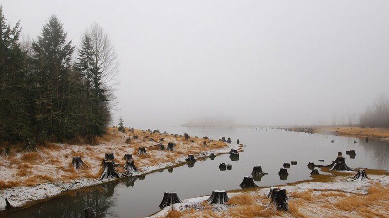 Foggy Lake with Stumps
