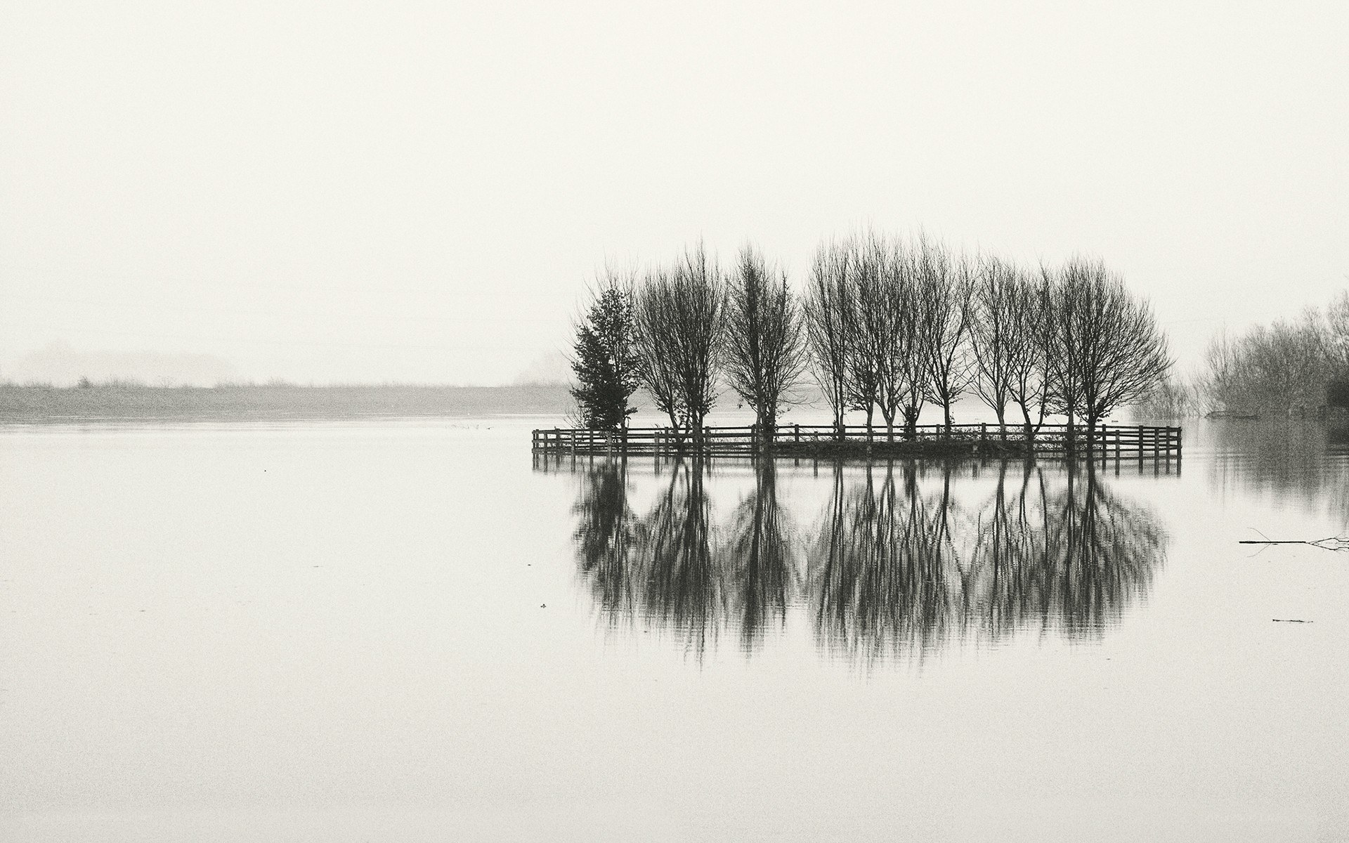 Foggy lake with tree reflection